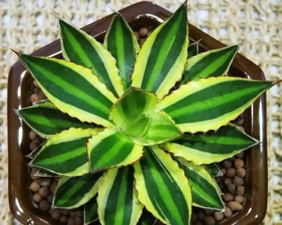 龙舌兰有哪些品种