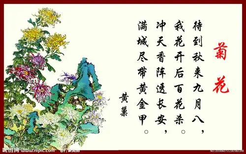 菊花图片[源文件,psd]