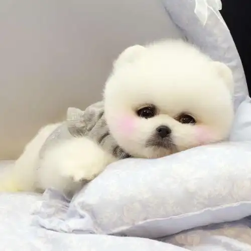 哈多利纯种博美犬赛级博美俊介网红犬出售