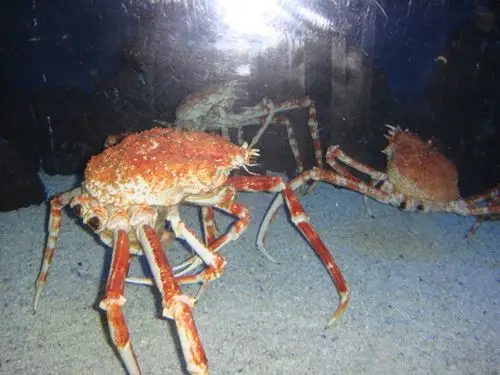 巨型杀人蟹蜘蛛蟹形似蜘蛛堪称令人惶恐的节奏