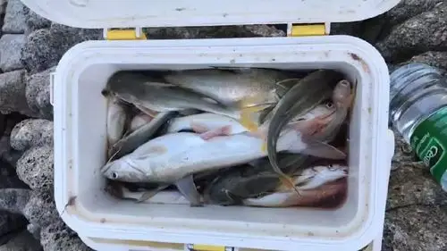 这一小冰箱暗丁估计有6,7斤吧,不过夜晚的时候小编不小心把箱连鱼一起