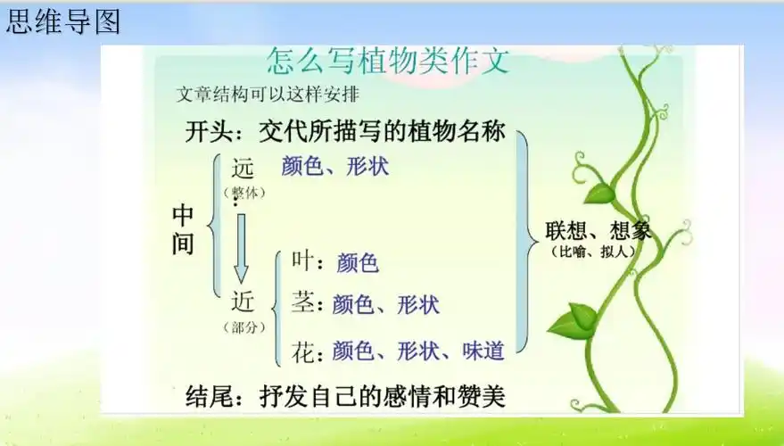 我的植物朋友百合花(五晚)