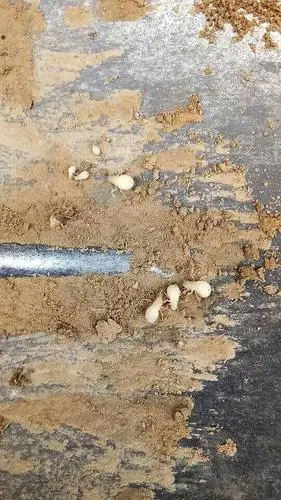 丰县亚华金蝉养殖场