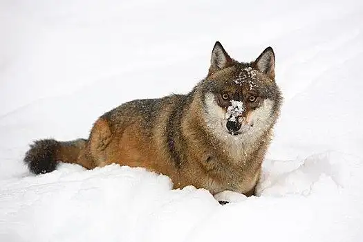 欧亚混血,狼,巴伐利亚森林国家公园,巴伐利亚,德国