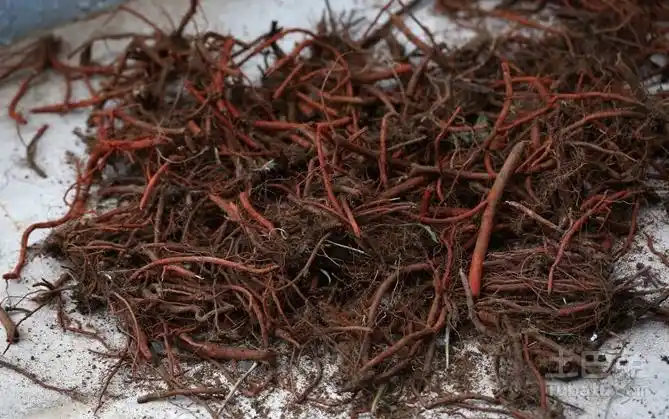 野丹参如何清洗?它的功效介绍