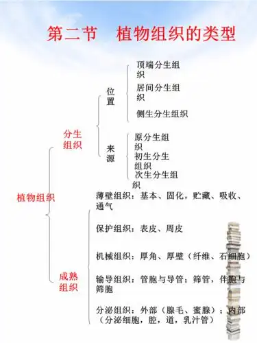 植物学教学课件3植物组织