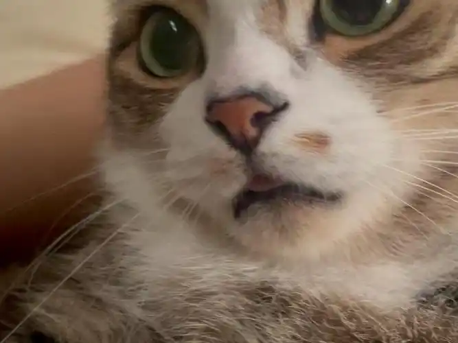 萌猫瞪眼惊讶表情包来袭!