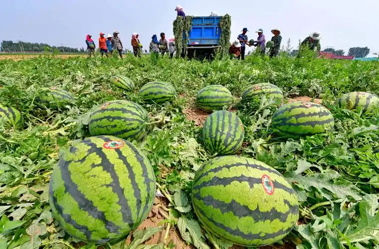河北滦南:万亩西瓜"甜农心"