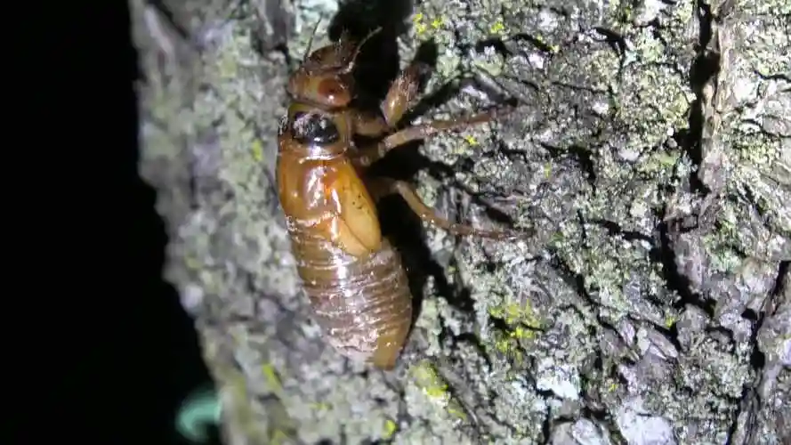 梦见金蝉脱壳(梦见金蝉脱壳是什么征兆)