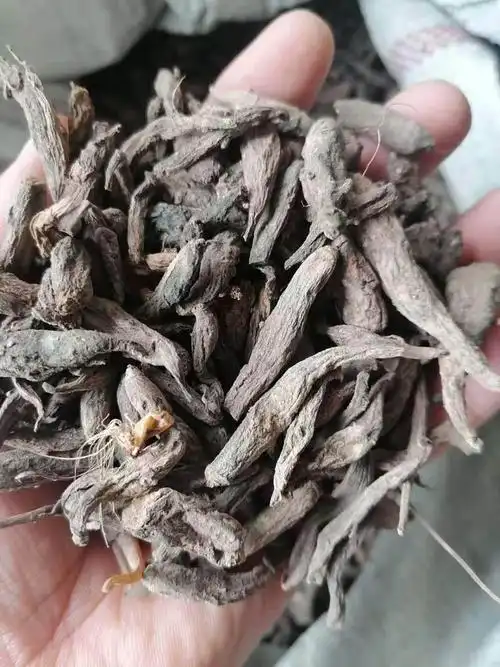 中药材批发见肿消