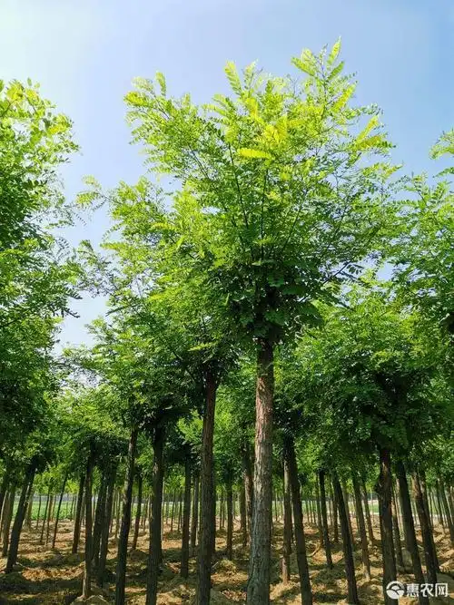 [刺槐批发] 刺槐树价格70元/棵 - 惠农网