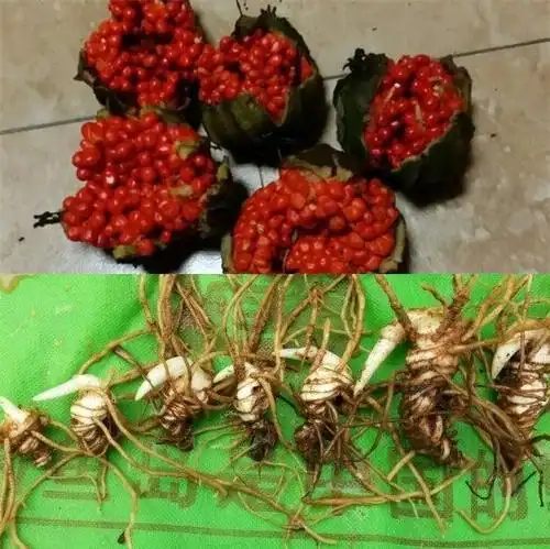 重楼资源危机加重,后市持续看好