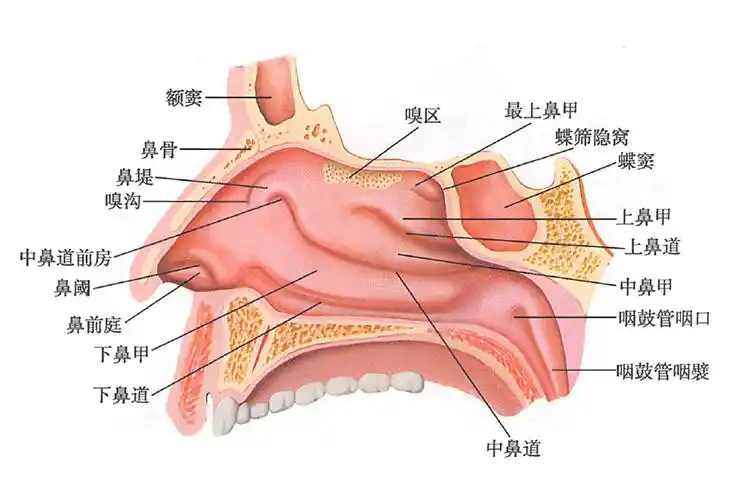 鼻甲位置图