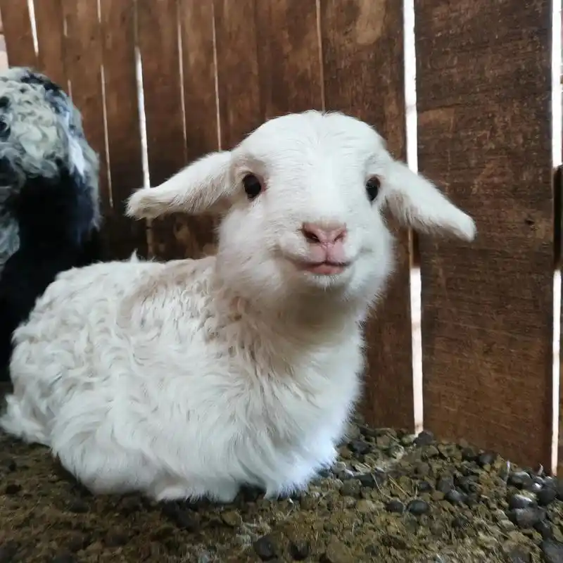 礼貌性微笑#超可爱 #小羊羔   #画一个晚上的星星  - 抖音