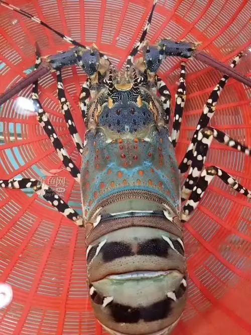 来自莆鱼网app安卓版