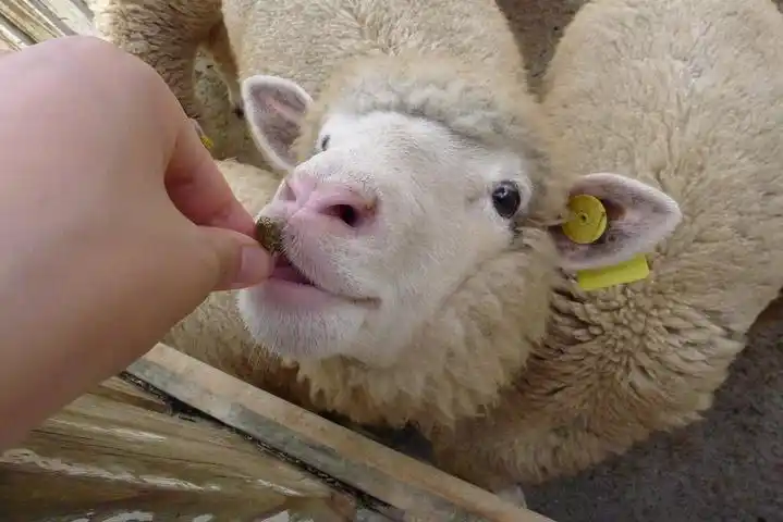 和前面一只小羊比较下,亲你的吃相稍微有点难看哦