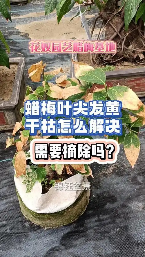 蜡梅叶尖发黄干枯怎么解决,需要摘除吗?