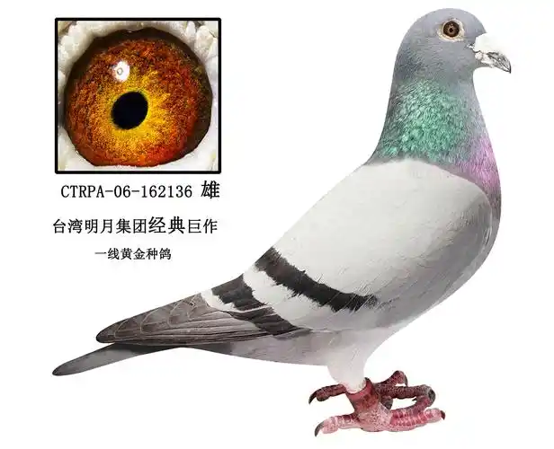 台湾明月集团原舍一线种鸽 保证金级 拍卖