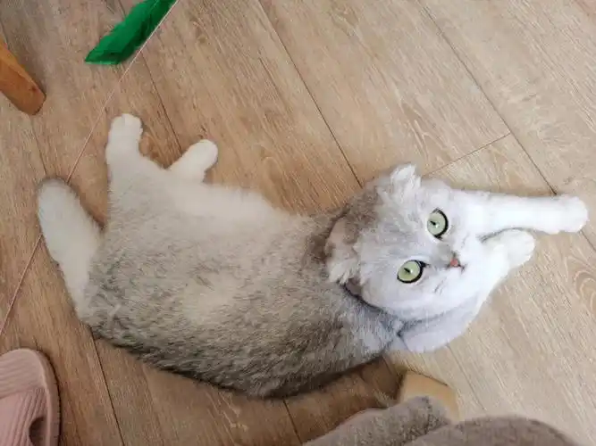 9个多月的折耳银渐层发病了