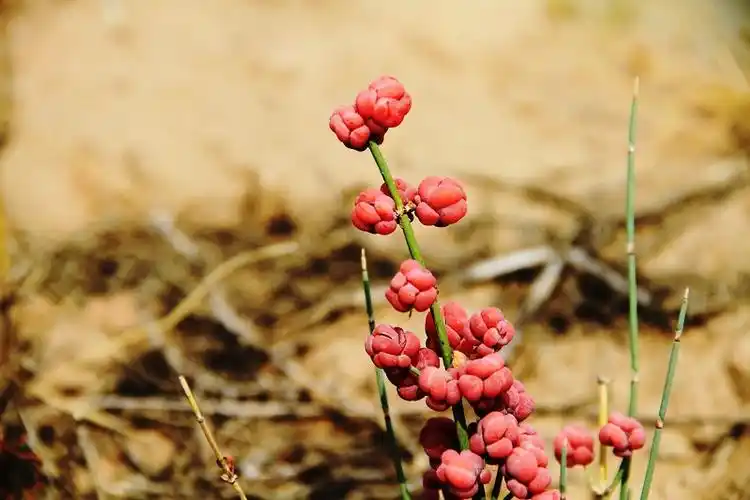麻黄草 - 云游老道 的日志 - 网易博客 - 无忧居士的日志 - 网易博客