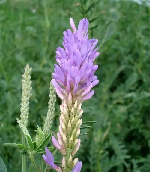 沙打旺种子多年生牧种子防沙固土护坡耐寒耐旱盐碱籽一斤