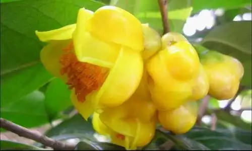 植物界的佳品-------野生金花茶