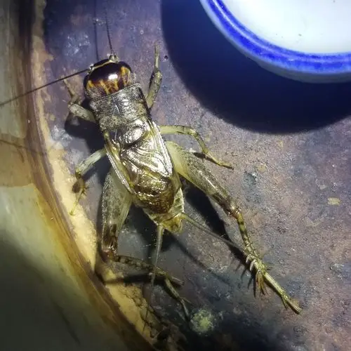 18年末还剩130多条蛐蛐,早中期所抓