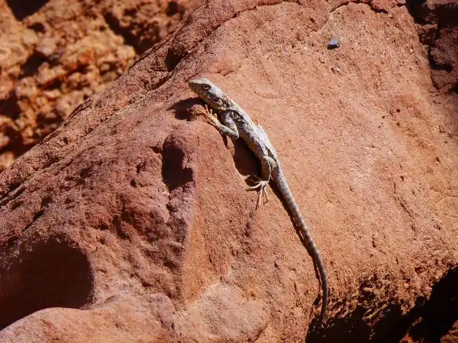 四脚蛇(草绿龙蜥)