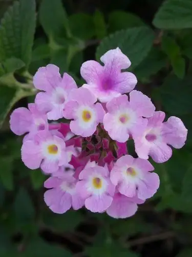 美丽花朵～五色梅