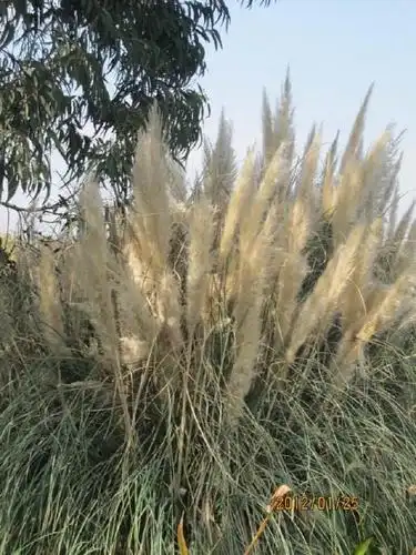 有句俗话是这么说的:"坟头塌消子孙稀,坟上无草绝家资",可见坟头长草