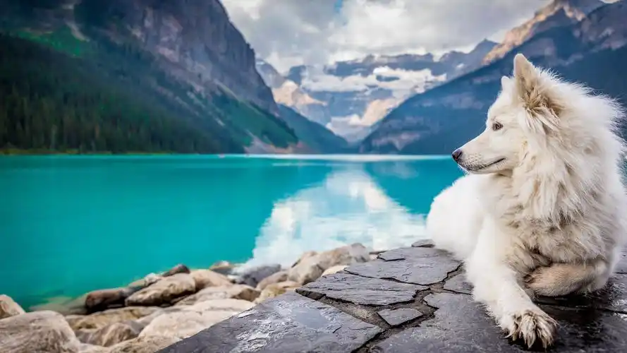 狗汪星人狗萨摩萌宠动物壁纸