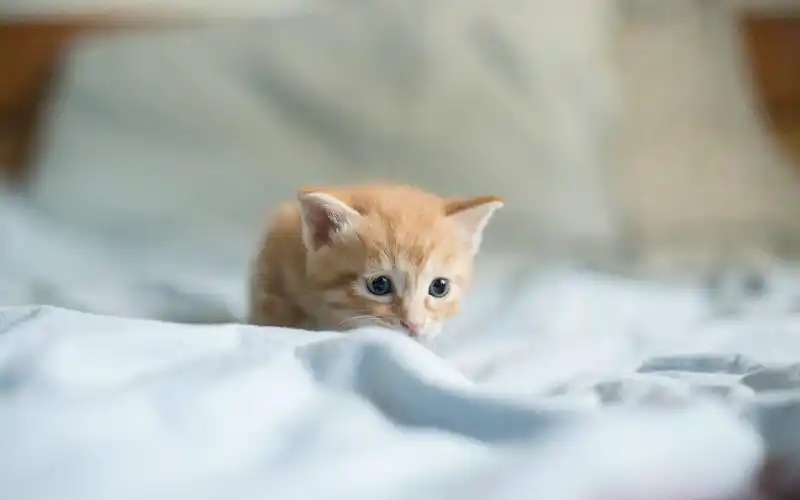 可爱小奶猫呆萌高清图片桌面壁纸