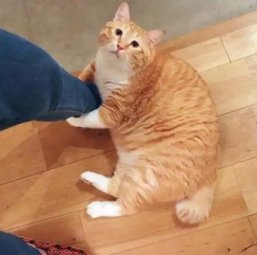 这只丧着脸的胖橘猫网红,凭借着丧丧的胖脸吸引着一大波粉丝,现在还