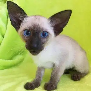 喵少东方短毛猫暹罗猫