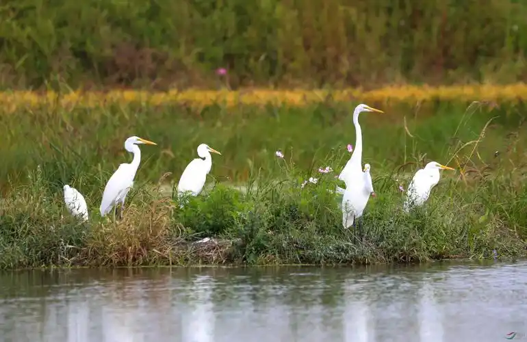 湿地白鹭