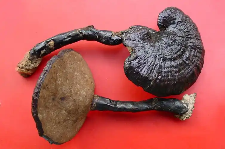 胆囊癌的早期症状-搜狐