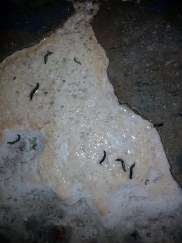 浴室里全黑色小虫子是什么?对人有害吗?