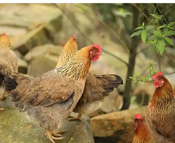 土鸡清远鸡茶园散养走地鸡 跑山鸡正宗白切鸡 小母鸡整只现杀现发 3.