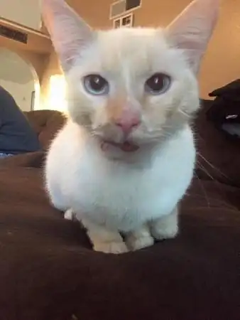 不是每只流浪猫都好运,歪嘴小猫的奇迹故事