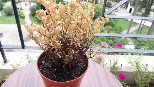 满天星枯萎了怎么救活 满天星干枯了如何补救