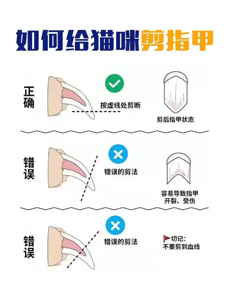 新手铲屎官们快来学怎么给猫咪剪指甲#新手养猫 #猫咪 #抖音 - 抖音