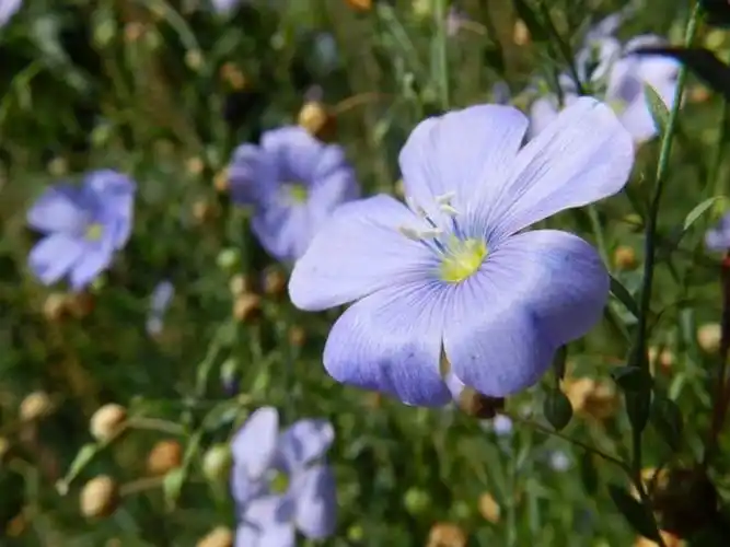 每日一花宿根亚麻