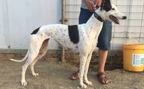 花诺里斯 67941000015046952 - 格力犬yy--格力犬中英文血统查询