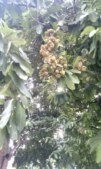 0回答 银念树为什么不结果 1回答 qq情侣情侣树打开了没图片 0回答