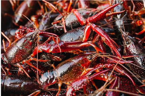 鲜活湖北洪湖清水小龙虾批发活体活虾60斤青虾红虾包活虾