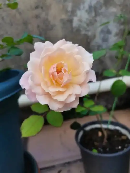 月季闪闪发光又开花啦