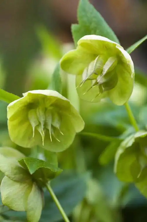 英国,景观,花,花瓣,两个,绿色,自然,景色,摄影,清新,自然风光,菟葵