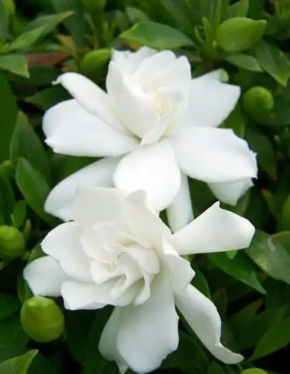 栀子花图片大全远处