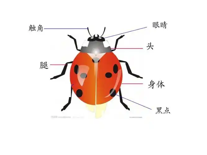 辽海版二年级下册美术第6课七星瓢虫衣裳美课件辽海版19页