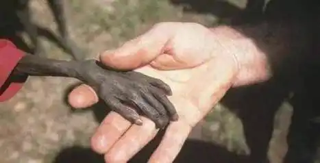 真正到来,人民百姓没有任何的反抗余地,尤其是在非洲这样的穷苦地区